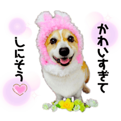[LINEスタンプ] コーギー のイヴくん②