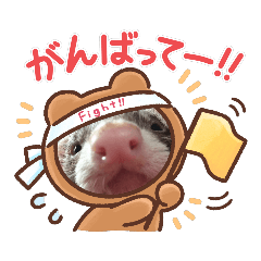 [LINEスタンプ] うちのいたちーず