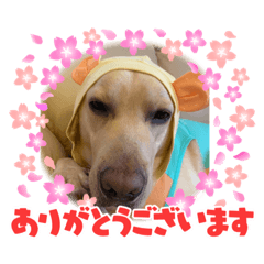 [LINEスタンプ] ウチのレオ君