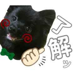 [LINEスタンプ] 黒ポメひじき