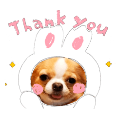 [LINEスタンプ] 日常で使えるU^ェ^Uのスタンプ