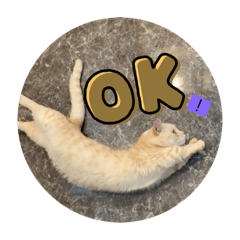 [LINEスタンプ] あいさつねこのむーちゃん