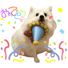 [LINEスタンプ] 日本スピッツのまるるん＋猫