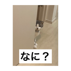 [LINEスタンプ] みのくん（猫）