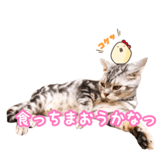 [LINEスタンプ] アメショーとスコティッシュのにゃんこ