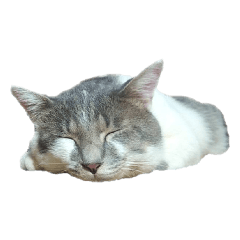 [LINEスタンプ] だいたい寝てる猫