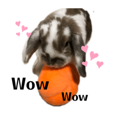 [LINEスタンプ] Rabbit. Holland Lop. (English)