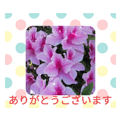 [LINEスタンプ] 季節のお花たち 敬語
