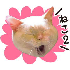 [LINEスタンプ] あちこちの猫2