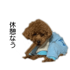 [LINEスタンプ] 愛犬ことちゃん 2