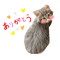 [LINEスタンプ] ぎんたスタンプ❤️