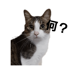 [LINEスタンプ] 猫のトム。