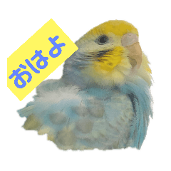 [LINEスタンプ] 2羽のセキセイインコたち