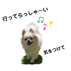 [LINEスタンプ] チワわんこLIFE2