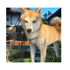 [LINEスタンプ] 柴犬チャコちゃんの特別スタンプ