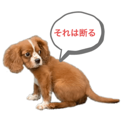 [LINEスタンプ] キャバリアのほく 〜子犬の日常編〜