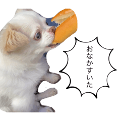 [LINEスタンプ] こたろーーーーーーー