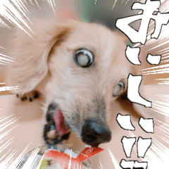 [LINEスタンプ] ダックス三姉妹スタンプ_日常用