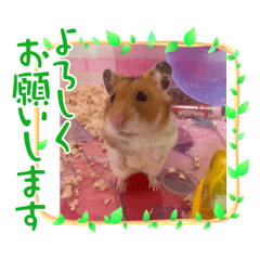 [LINEスタンプ] ハムスターももアクア