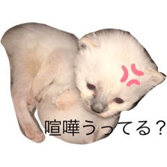 [LINEスタンプ] うちの猫！？