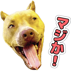 [LINEスタンプ] 表情の豊かすぎるピットブル犬ロジャー1 改