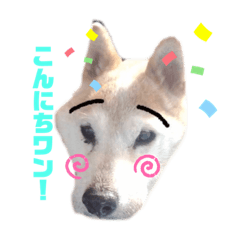 [LINEスタンプ] 柴犬こじろーすたんぷ