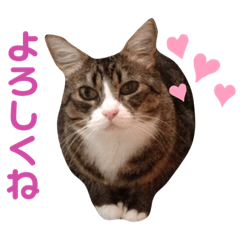 [LINEスタンプ] 我が家の【バイリンガル】なキジ白ちゃん