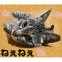 [LINEスタンプ] ハチワレ時々キジトラ2