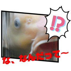 [LINEスタンプ] 生き物写真で一言