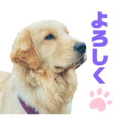 [LINEスタンプ] ゴールデンレトリバーのヴィッキー④