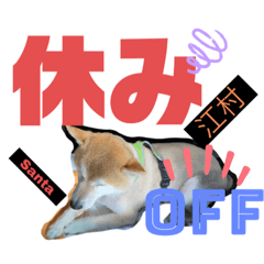 [LINEスタンプ] 柴犬 江村家のサンタくん