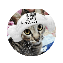 [LINEスタンプ] 愛されニャンっ子です