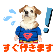 [LINEスタンプ] ラッキーだワン！第2弾