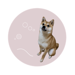 [LINEスタンプ] 豆柴のあちゃん♡