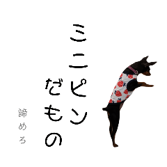 [LINEスタンプ] 名犬サクちゃん6