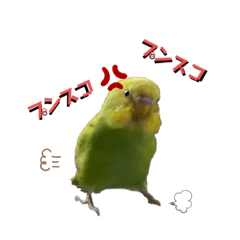 [LINEスタンプ] お家のインコさん3（Ouchino inko3）
