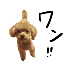 [LINEスタンプ] 赤川プーちゃんのスタンプ