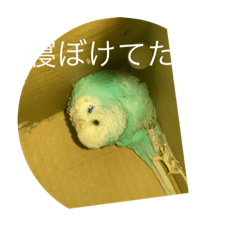 [LINEスタンプ] インコ「ルル」