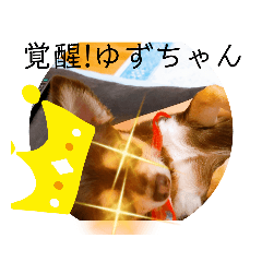 [LINEスタンプ] ロングコートチワワのゆずちゃん第二弾