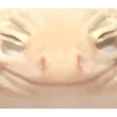 [LINEスタンプ] ヒョウモントカゲモドキのさくらもち