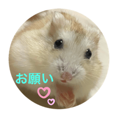 [LINEスタンプ] ハムスターンプ丸