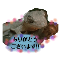 [LINEスタンプ] ニホンヤモリのヤモッチ3.house geckop