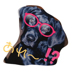 [LINEスタンプ] love my dogs♡choco chip ralph