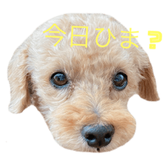 [LINEスタンプ] かわいいミルたん