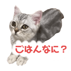 [LINEスタンプ] こねこののあたんぷ