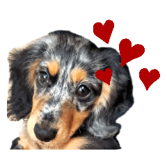 [LINEスタンプ] シルバーダップルのえるも