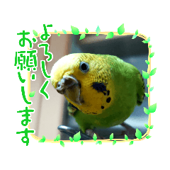 [LINEスタンプ] インコのきくちゃん2