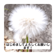 [LINEスタンプ] オプちゃで使えるスタンプ  1