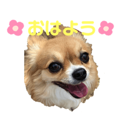 [LINEスタンプ] イヴちゃんーチワワだワンU^ェ^U