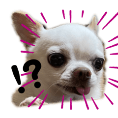 [LINEスタンプ] チワワの楽しみ